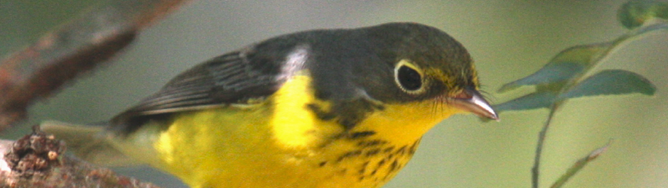 Canadian Warbler on treebranch